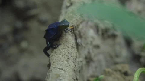 Close up of a Blue Poison Dart Frog moving around on a rock Stock Footage 327532117