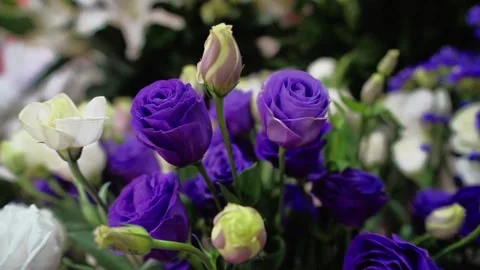 Close-up of Blue Rose Stock Footage 320958582