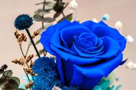 Close up of blue rose Stock Photos