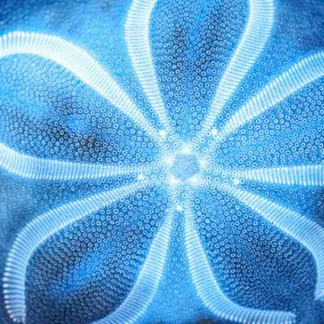 Close up of blue seashell Stock Photos