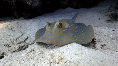 Close up Blue Spotted Stingray in Red Sea Taeniura lymma Stock Footage 80068544