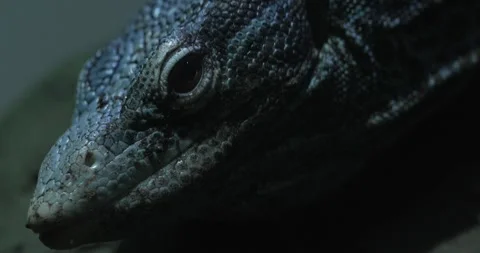 Close-up of a Blue-Spotted Tree Lizard Stock Footage 285258929
