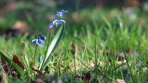 Close up blue spring flower siberian wood squill in garden Stockbeeldmateriaal 305932182