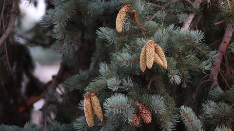 Close up of blue spruce branches with fresh brown pine cones Видео 334708454