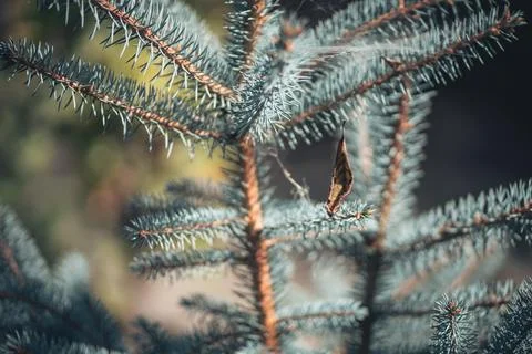 Close-up of blue spruce branches with a hanging dry leaf in winter Stock Photos