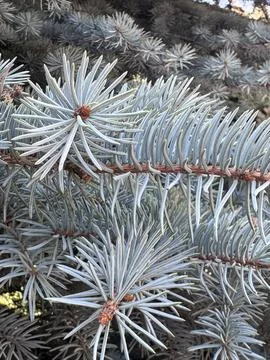Close-up of blue spruce branches Foto stock