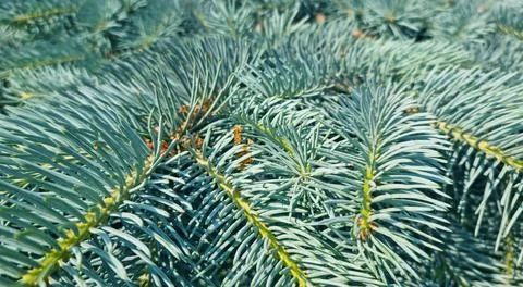 Close-up of blue spruce branches with sharp needles and selective focus Stock Photos