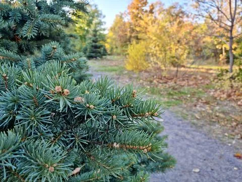 Close-Up Of Blue Spruce In The Park. Stock Photos