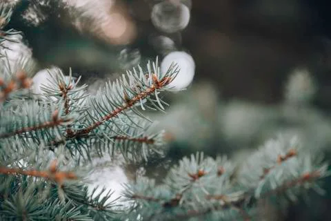 Close up of a blue spruce tree. Stock Photos