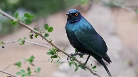 Close up of a blue starling perched on a branch Stock Footage 240923313