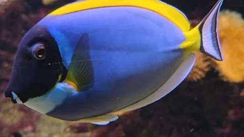 Close up of a blue surgeon fish Stock Footage 275513049