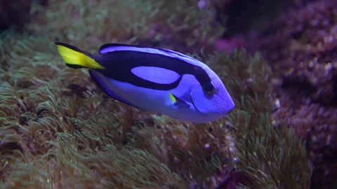 Close up of a blue surgeon fish Stock Footage 294246560