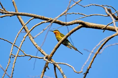Close-up Blue-Tailed Bee-Eater Bird or Merops Philippinus Perched on Tree Bra Photos
