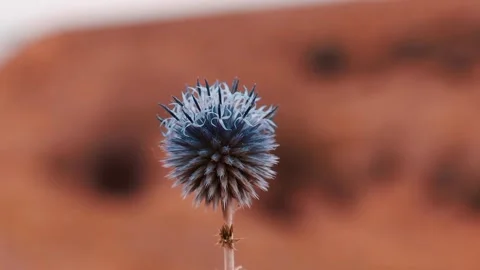 Close-Up of a Blue Thistle Flower Stock Footage 302965873