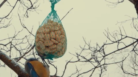 Close up of a Blue Tit (Cyanistes caeruleus) feeding in winter 库存影片 89925013