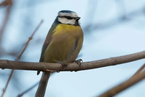 Close up of blue tit Stock Photos