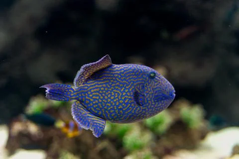 Close up of a Blue Triggerfish aka Odonus nigerGallery , synonym consists of  Stock Photos