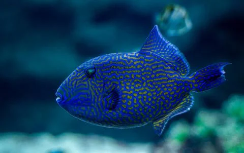 Close up of a Blue Triggerfish aka Odonus nigerGallery , synonym consists of  Stock Photos