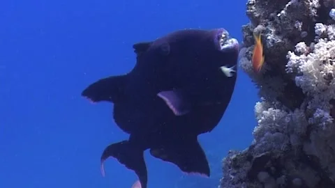 Close Up Of Blue Triggerfish (Pseudobalistes fuscus) Stock Footage 291099527