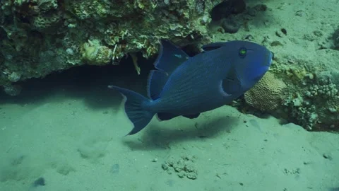 Close up of Blue Triggerfish swims over sandy bottom near corals Stock Footage 237518370