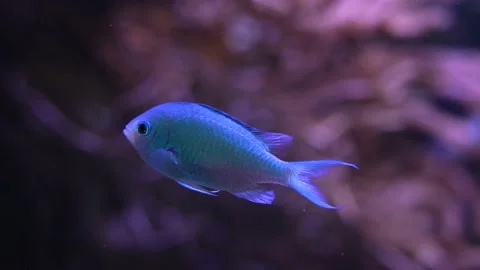 Close up of blue tropical fish Stock Footage 233447229
