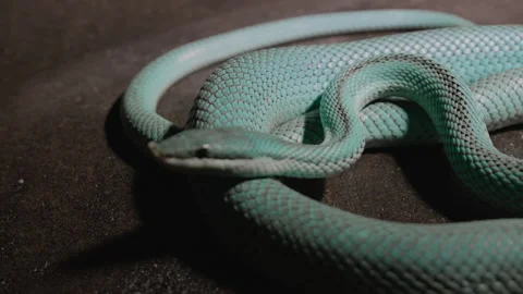 Close-up of Blue Venomous Pit Viper Laying in Front of a Camera Stock Footage 200250176