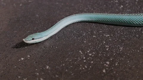Close-up of Blue Venomous Pit Vipers Head and Face. Snake Wriggles in the Shade 動画素材 200249802