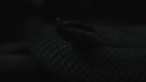 Close-up of Blue Venomous Pit Vipers Head. Snake Is Laying in Front of a Camera Video stock 200250163