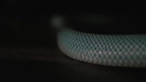 Close-up of Blue Venomous Pit Vipers Skin. Snake Slowly Wriggles in the Shade Stock-Footage 200250250