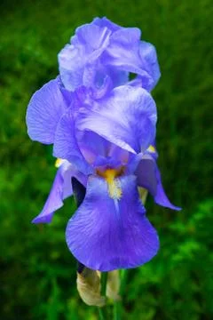 Close up of blue violet iris flower with green background Stock Photos