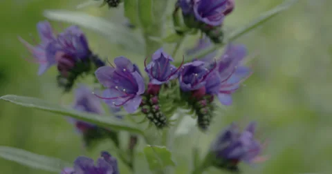 Close up of the blue weed flower fs700 4k raw odyssey 7q Stock Footage