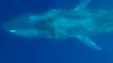 Close-up of Blue whale slowly swims in blue water in the morning sunrays. Stock Footage 132482709