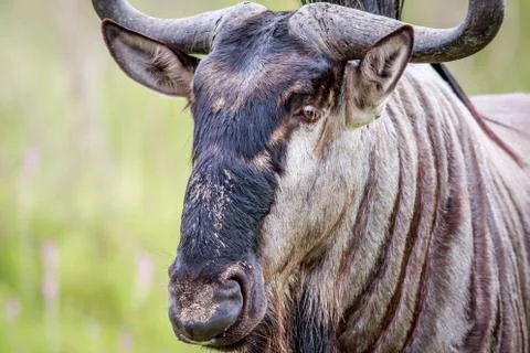 Close up of a Blue wildebeest. Foto stock
