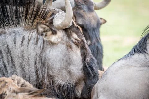 Close up of a Blue wildebeest. Stock Photos