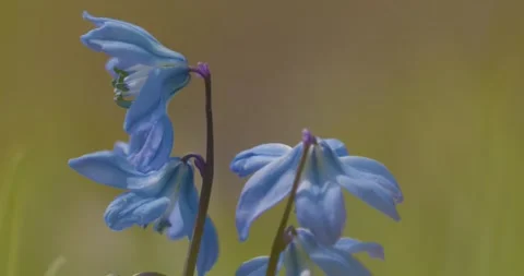 Close up of Blue Wildflower Stock Footage 235003898