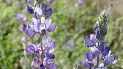 Close-up of Blue Wildflowers in spring in the desert Stock Footage 213564401
