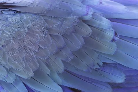 Close up of blue wing parrot Stock Photos