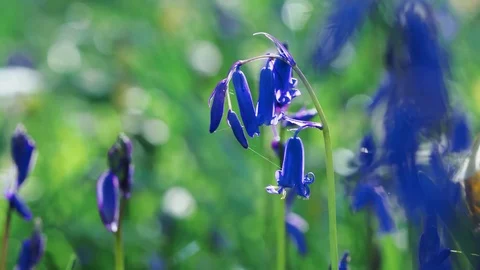 Close up of Bluebell flower with cobweb glinting in sun Stock Footage 75526927