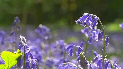 Close up of bluebell flowers with spider web during sunny day in spring Stock Footage 172148667