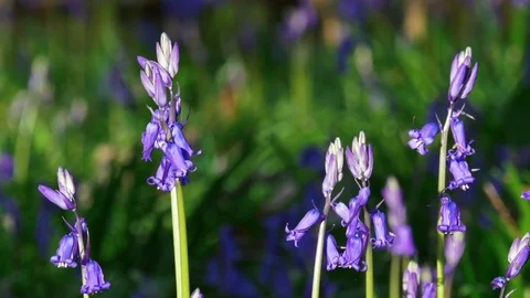 Close up of bluebells Stock Footage 74949555