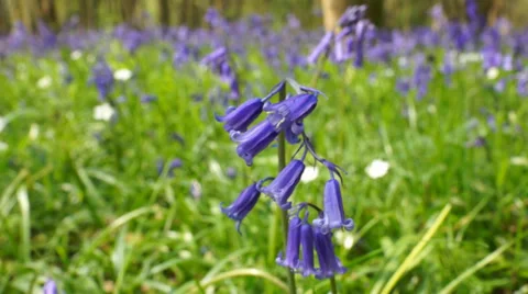 Close up bluebells in forest Stock Footage 37513515