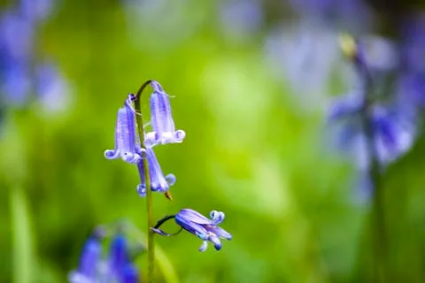 A close up of Bluebells Stock Photos