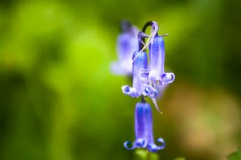 A close up of Bluebells Stock Photos