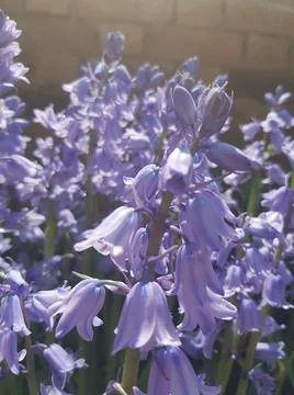 Close up bluebells Stock Photos