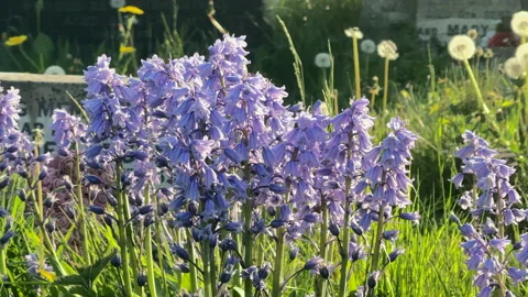 Close up of bluebells in spring Vidéo 328651743
