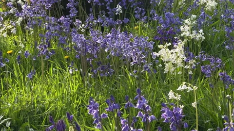 Close up of bluebells in spring Video stock 333305474
