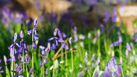 Close up of bluebells in sunlight Stock Footage 74949967