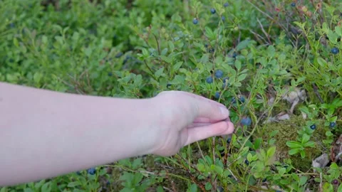 Close up of blueberries being picked in the forrest by swedish female hands Stock Footage 136024831
