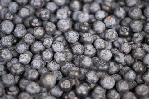 Close up blueberries forming abstract pattern, repetitive circular shapes c.. 写真素材