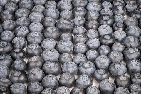 Close up blueberries pattern filling frame, dusty bloom and uniform spheres.. Stock Photos